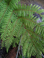 Image of Tree Fern Golden