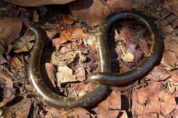 Image of Zambezi Blind Snake