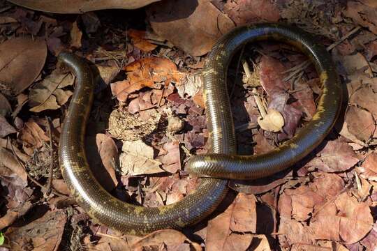 Imagem de Afrotyphlops mucruso (Peters 1854)