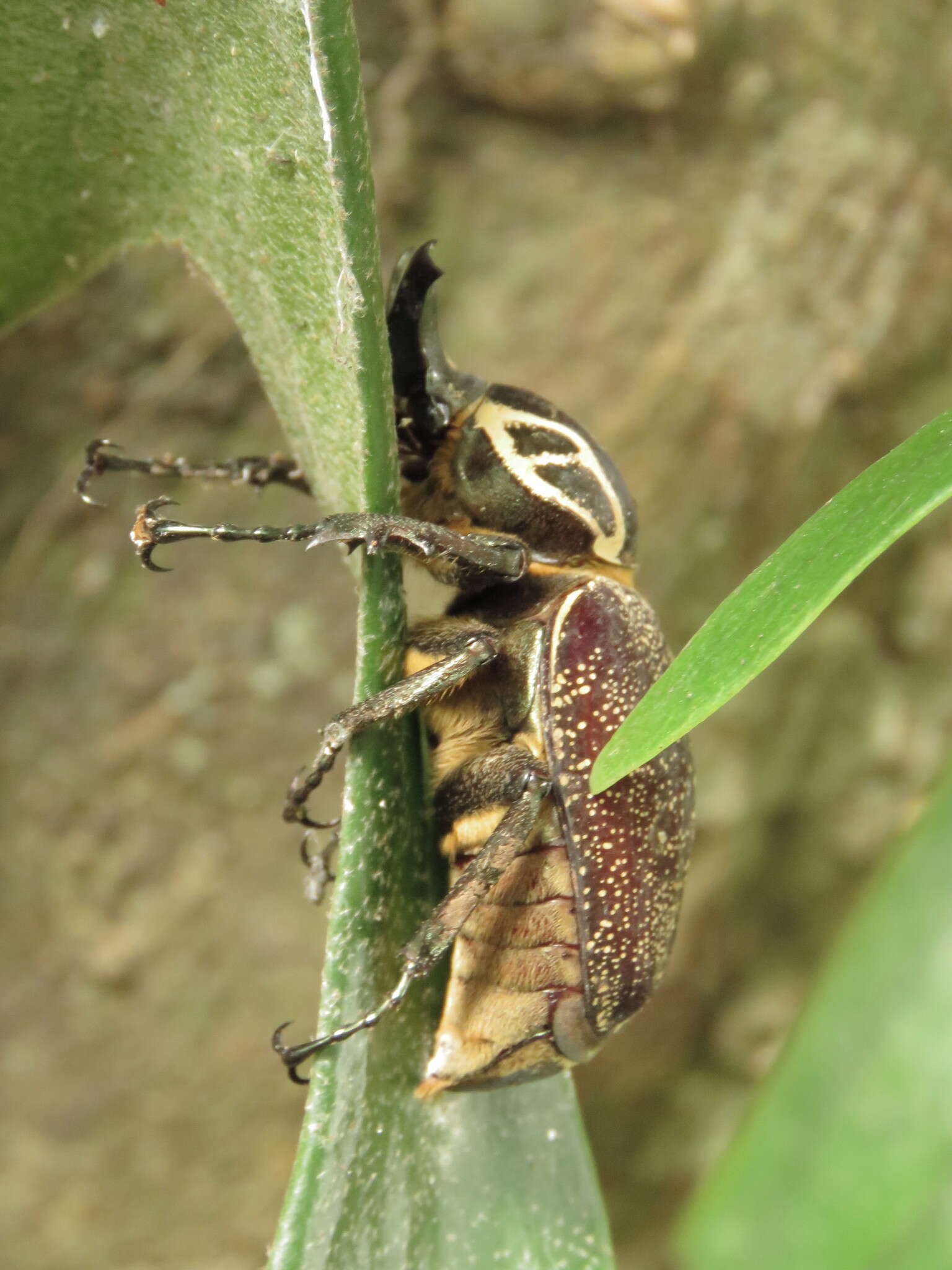 Image of Inca clathratus sommeri Westwood 1844