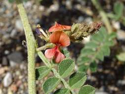 Indigofera intricata Boiss.的圖片