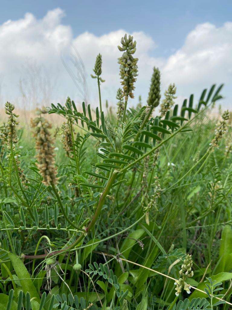 Astragalus micranthus Desv.的圖片