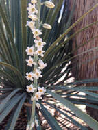 Image of Hemiphylacus latifolius S. Watson