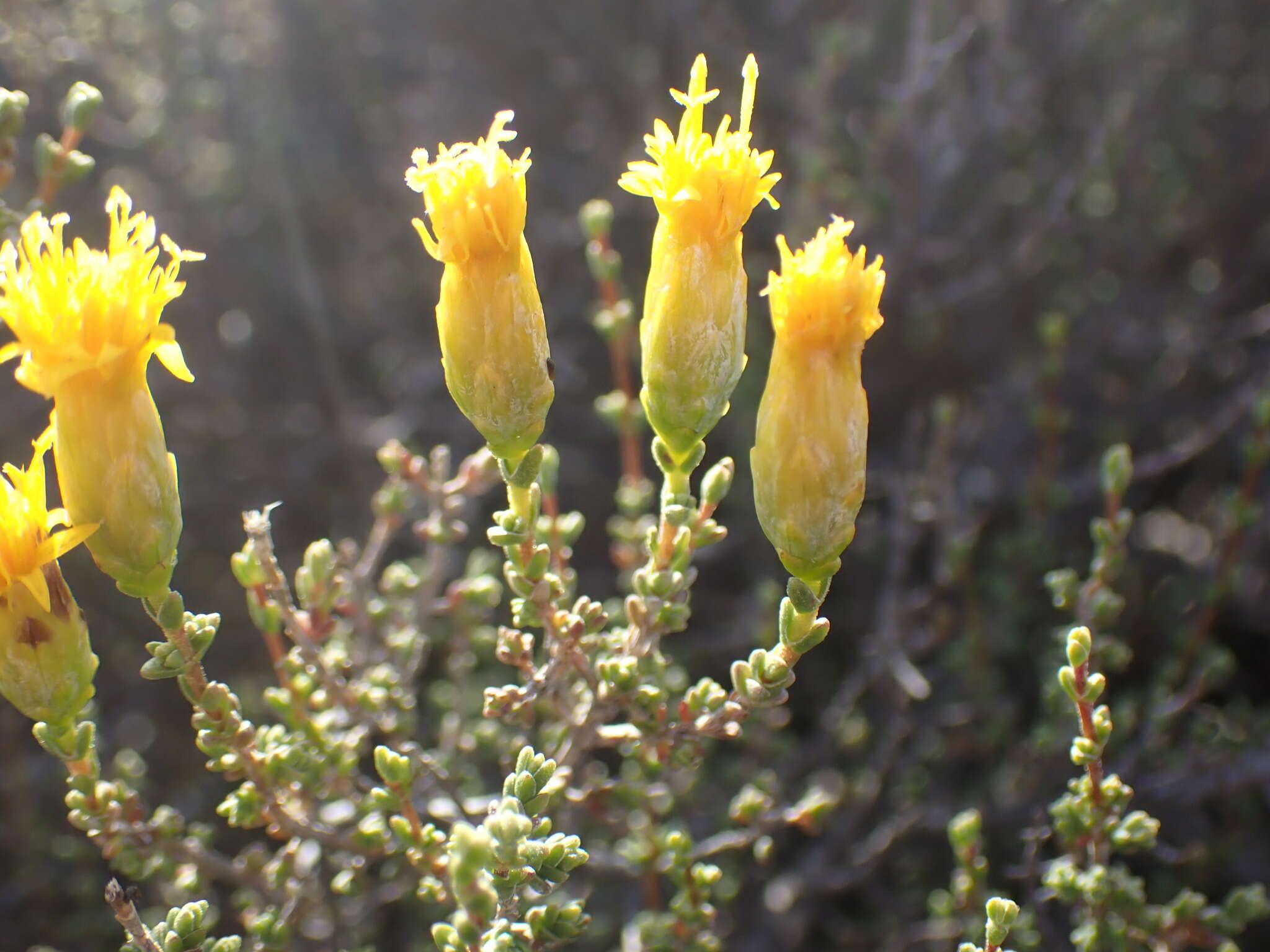 Imagem de Pteronia glomerata L. fil.