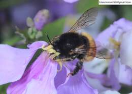 Image of Anthophora plagiata (Illiger 1806)