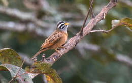 صورة Emberiza goslingi (Alexander 1906)