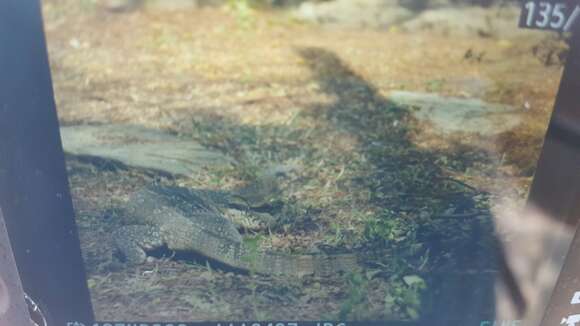 Image of Common Water Monitor