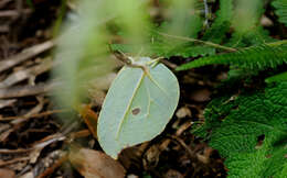 Imagem de Gonepteryx amintha formosana