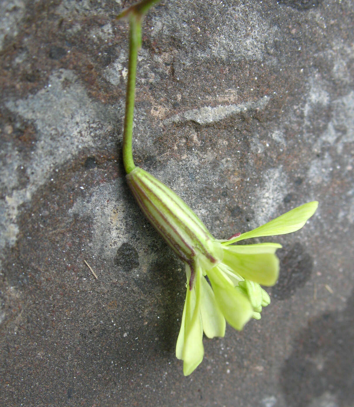 Image de Silene dagestanica Rupr.