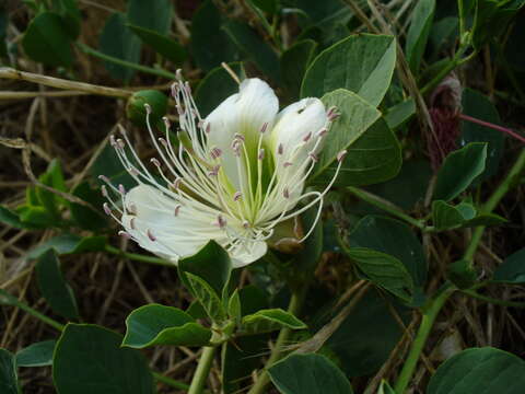 Image of Capparis spinosa var. herbacea (Willd.) Fici