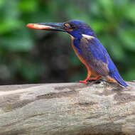 Image of Australian carp-gudgeon