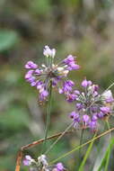 Image of Allium sacculiferum Maxim.