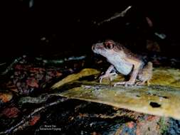 Image of Gracile Litter Frog