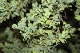 Image of Lopholaena coriifolia (Sond.) Phillips & C. A. Smith