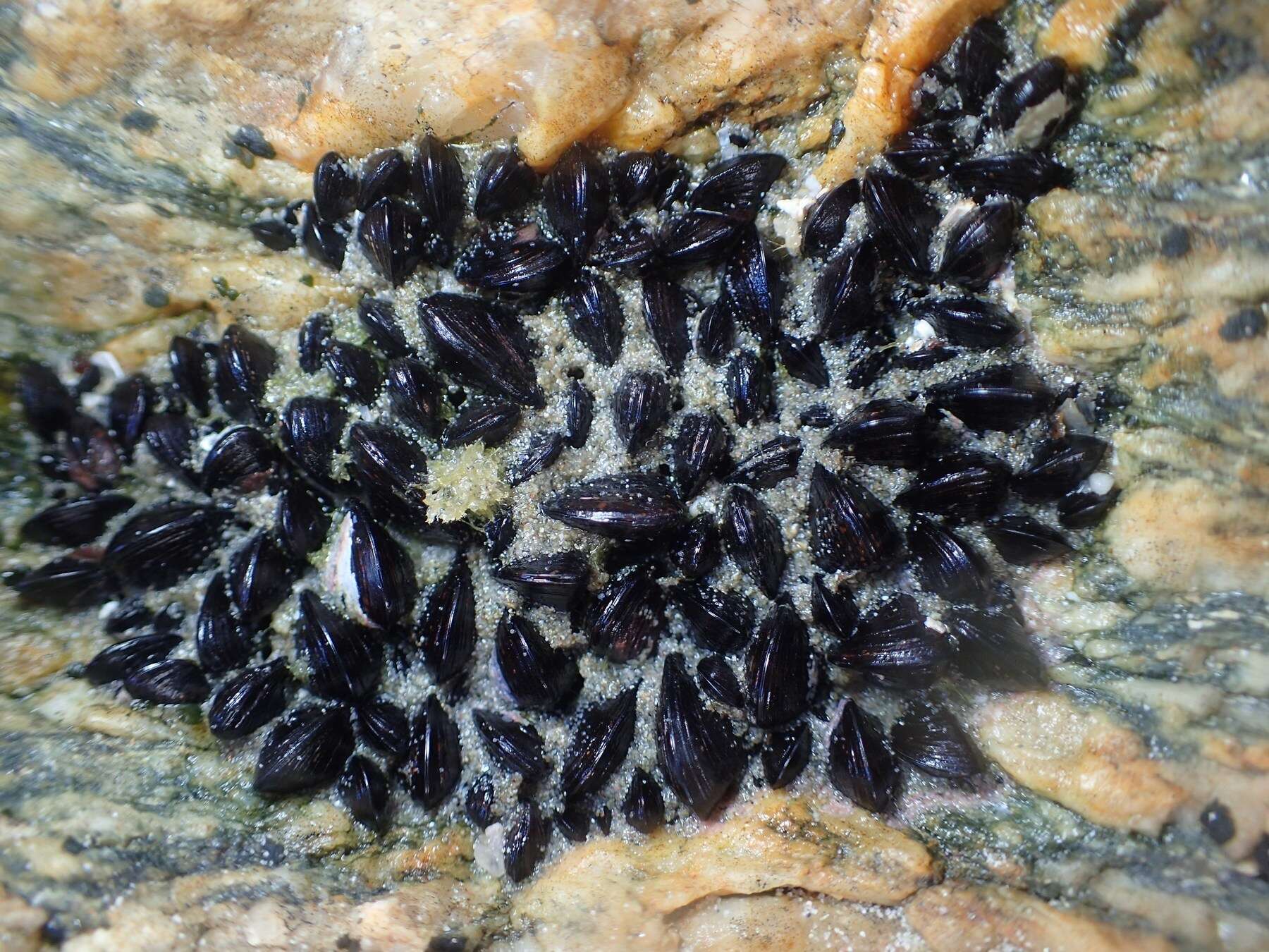 Image of Mediterranean mussel