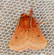 Image of Anthela ferruginosa Walker 1855