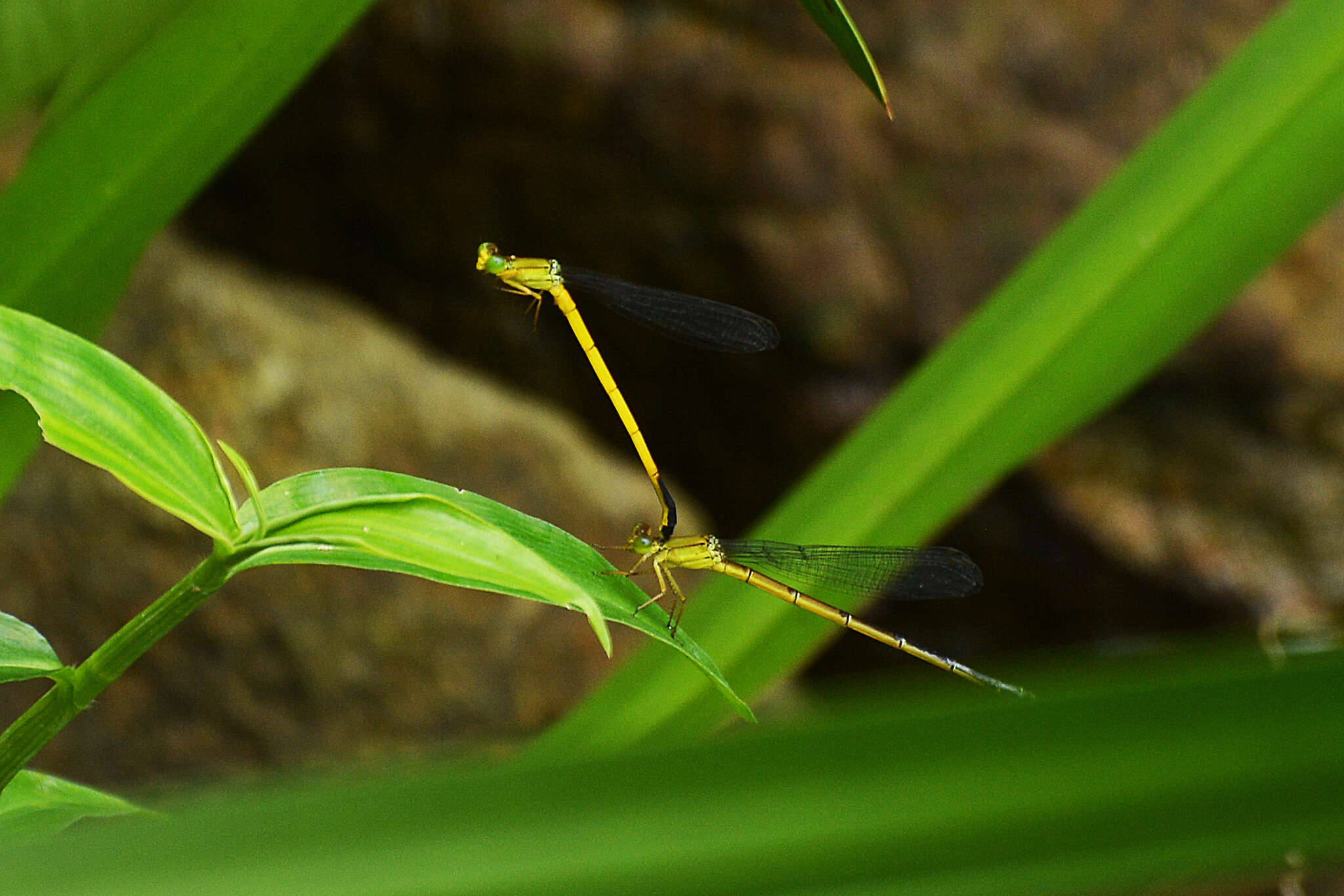 Image of Ceriagrion fallax Ris 1914