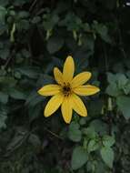 صورة Bidens rubifolia Kunth