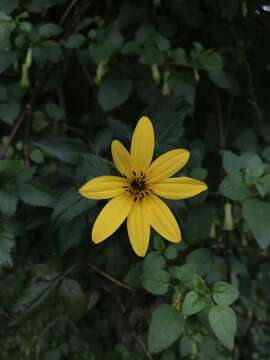 Image of Bidens rubifolia Kunth