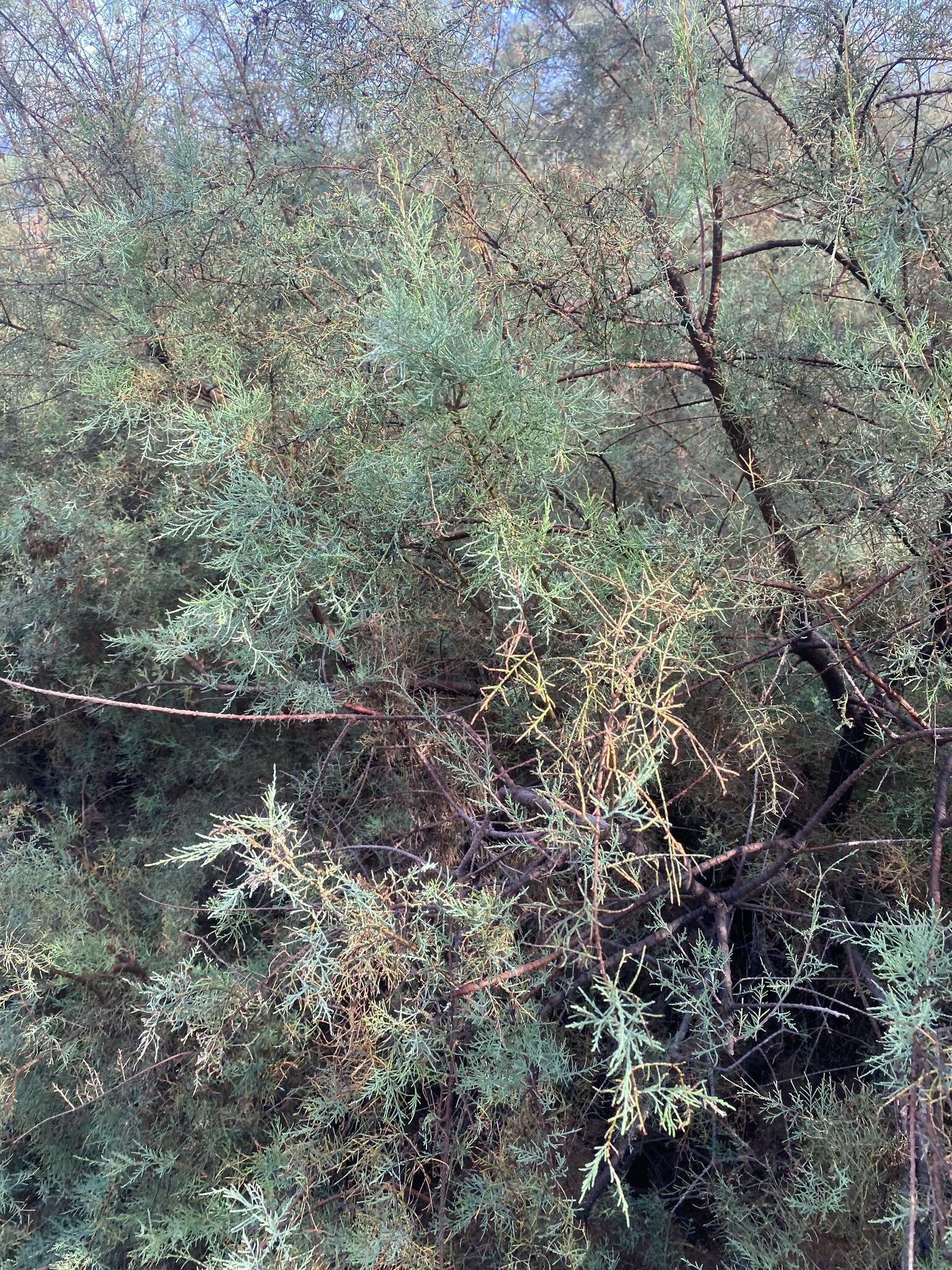 Image of Canary Island tamarisk