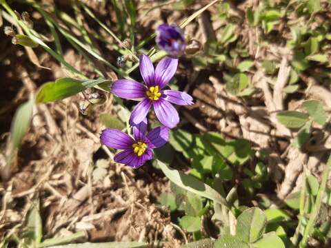 Sisyrinchium scabrum Schltdl. & Cham.的圖片