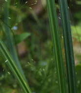 Image of Carex tuminensis Kom.