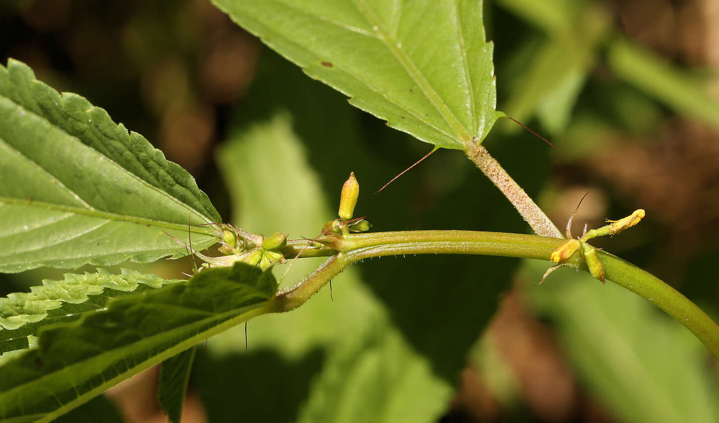 Image of Horn-fruited jute