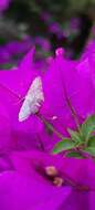 Imagem de Idaea incisaria Staudinger 1892