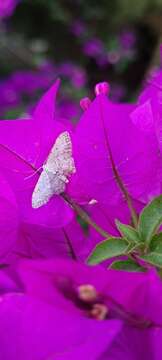 Imagem de Idaea incisaria Staudinger 1892