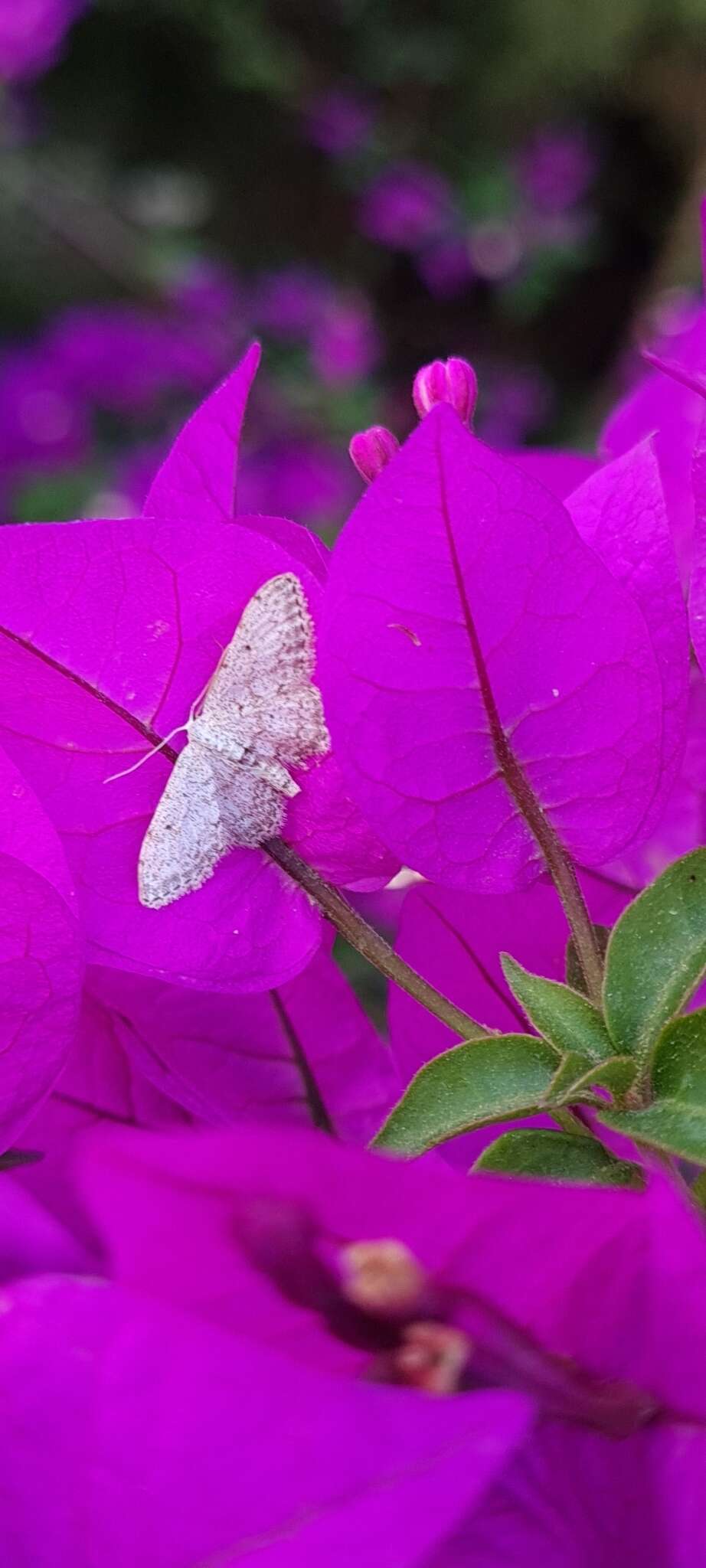 Sivun Idaea incisaria Staudinger 1892 kuva