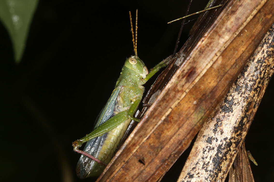 Image of Zoniopoda hempeli Bruner & L. 1911