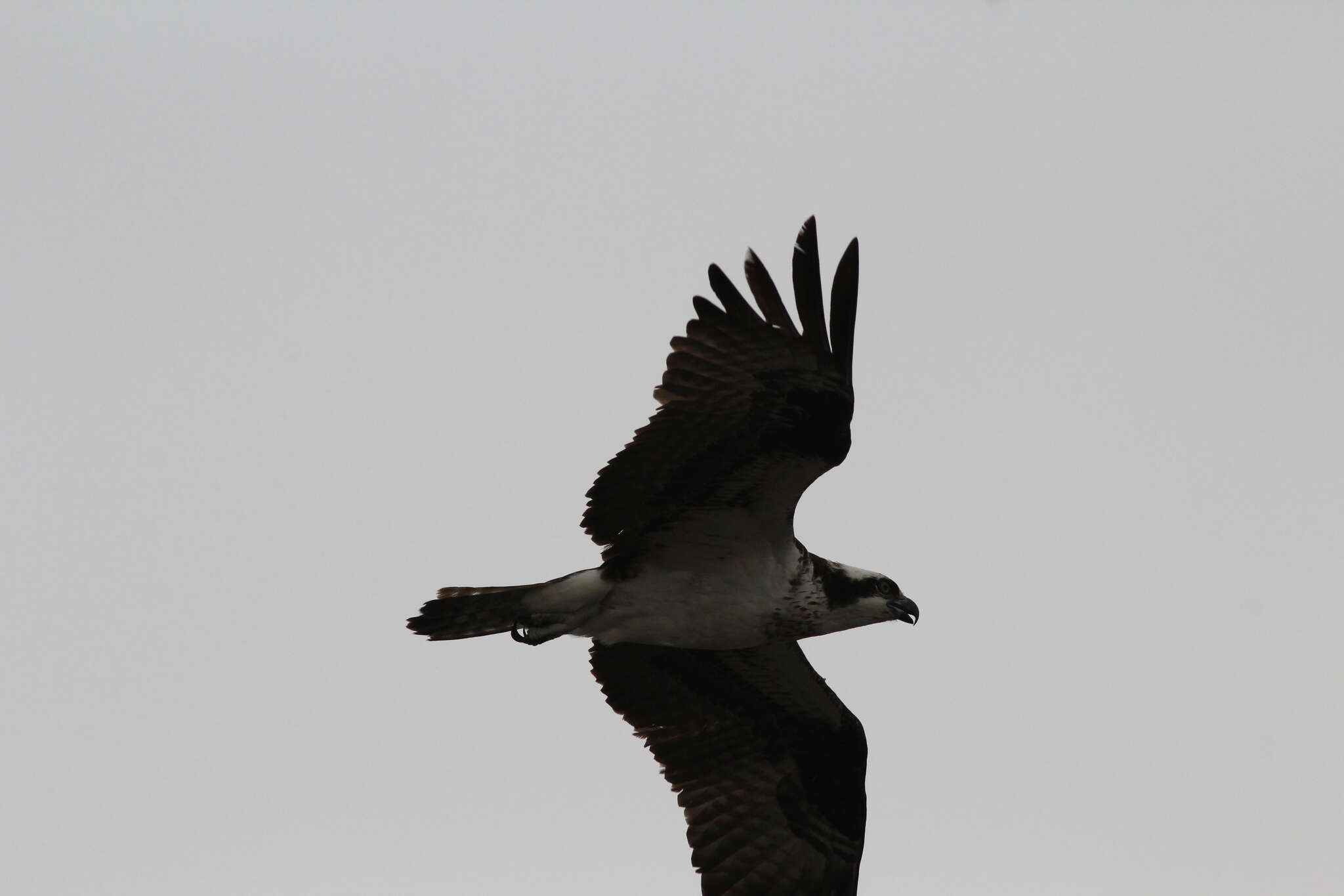 Image of Pandion haliaetus carolinensis (Gmelin & JF 1788)