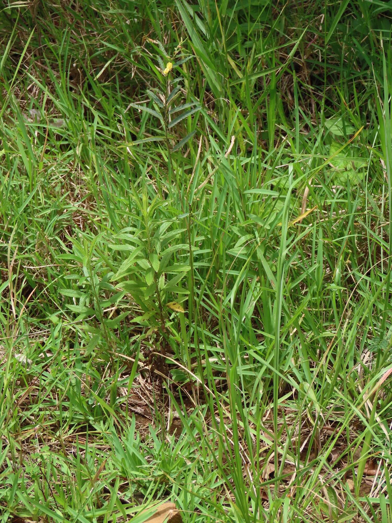 Image of Chamaecrista plumosa E. Mey.