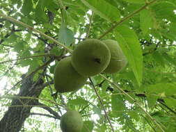 Image of black walnut