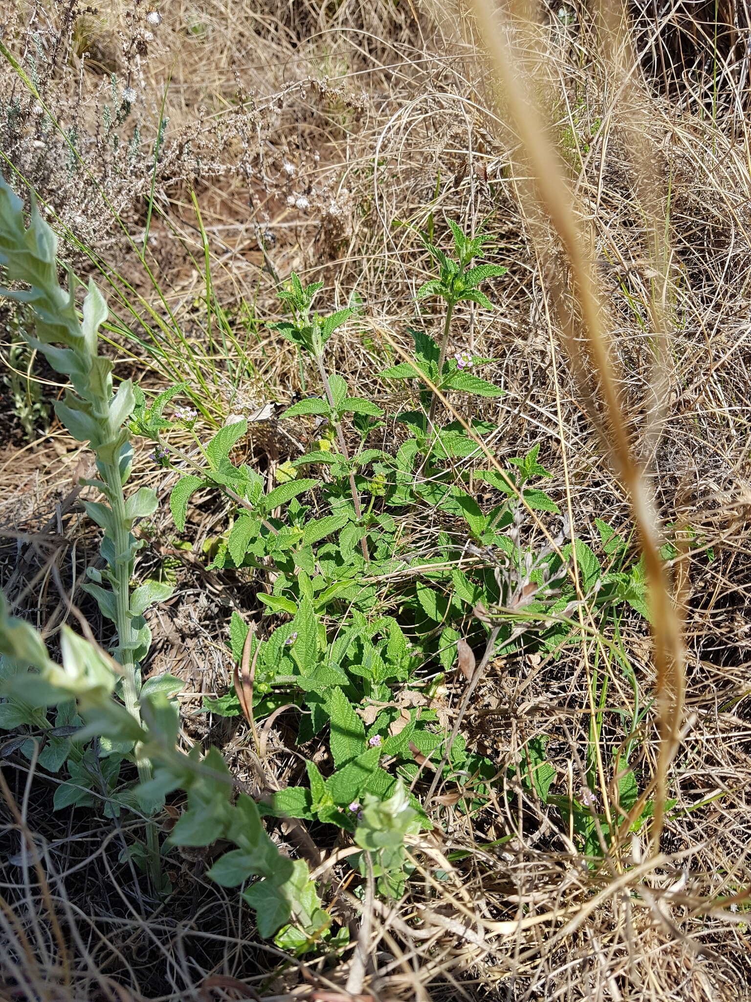 Image de Lantana rugosa Thunb.