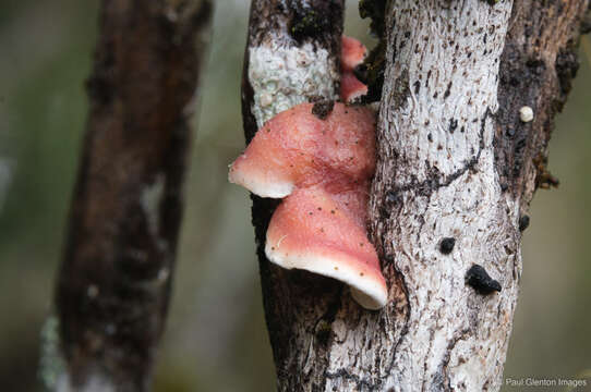 Image of Plicaturopsis scarlatina P. K. Buchanan & Hood 1992