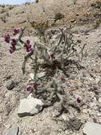 Image of tree cholla