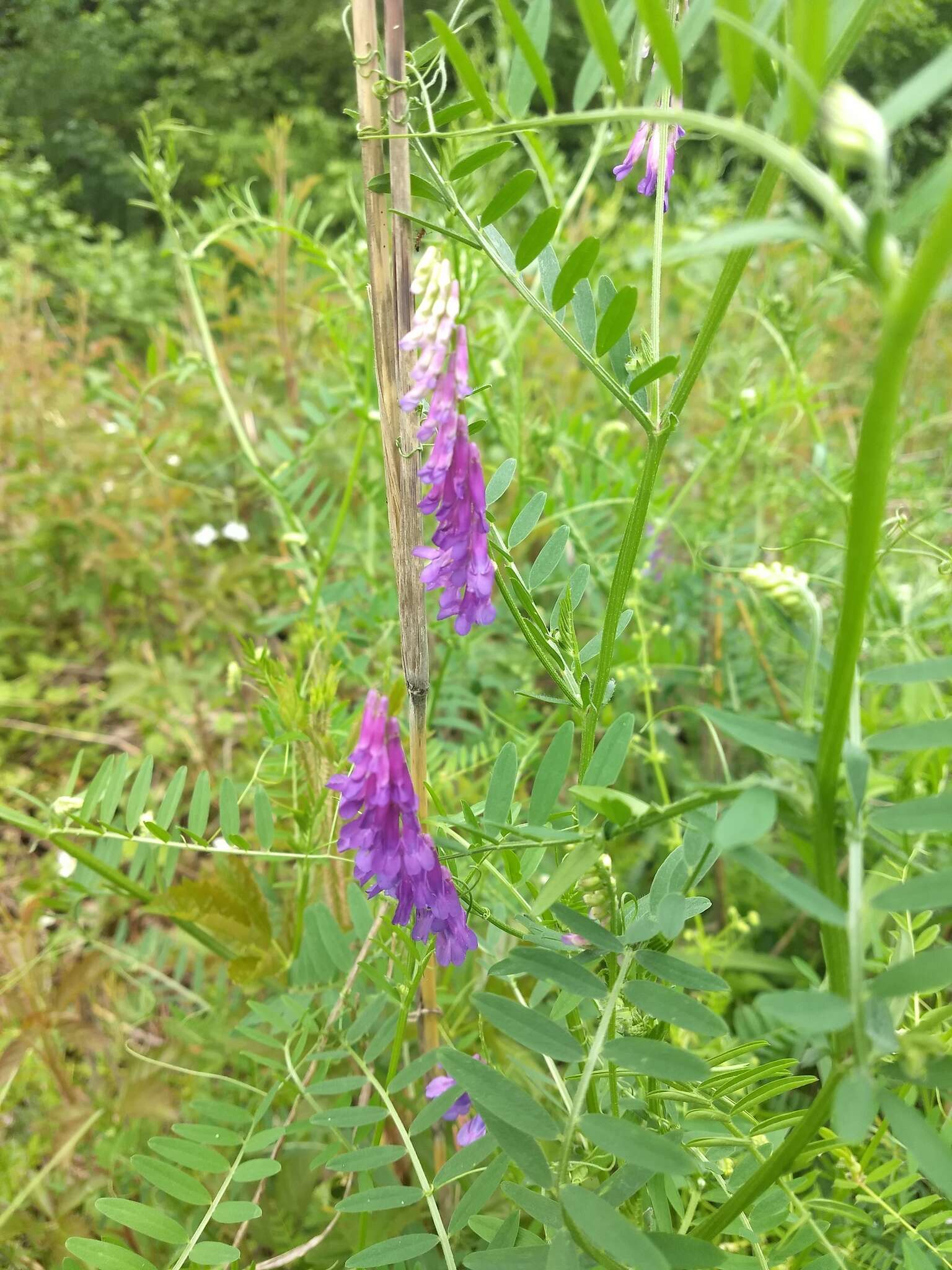 Imagem de Vicia villosa subsp. varia (Host) Corb.