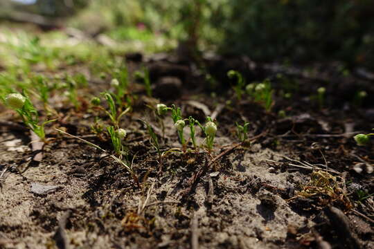 Imagem de Cotula bipinnata Thunb.