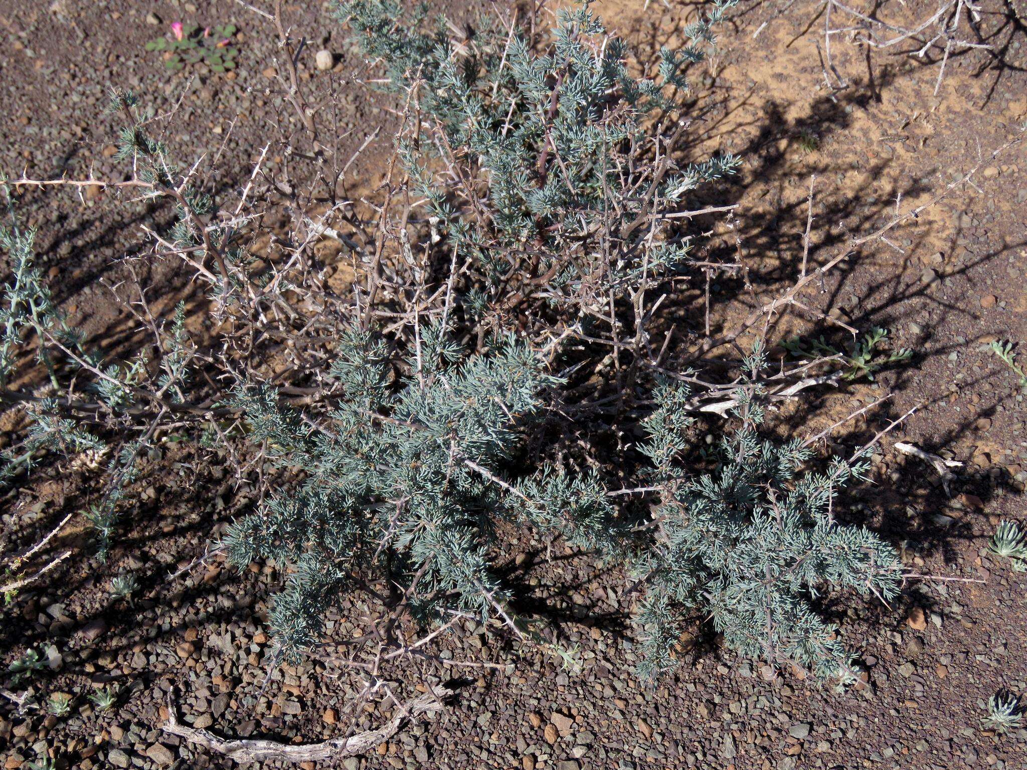 Image of Asparagus glaucus Kies