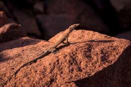 Imagem de Varanus pilbarensis Storr 1980