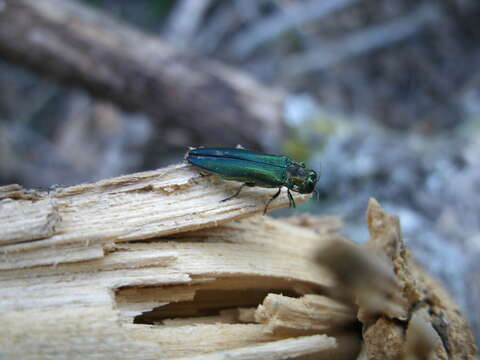 Image of Emerald ash borer