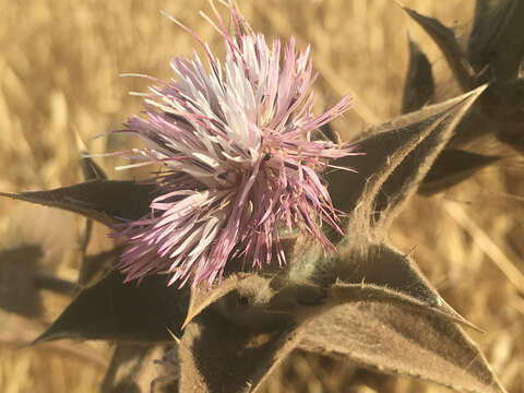 Image of Carthamus glaucus M. Bieb.