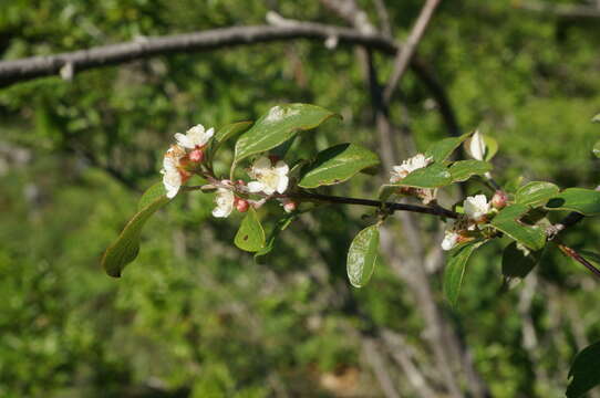 صورة Cotoneaster tauricus Pojark.