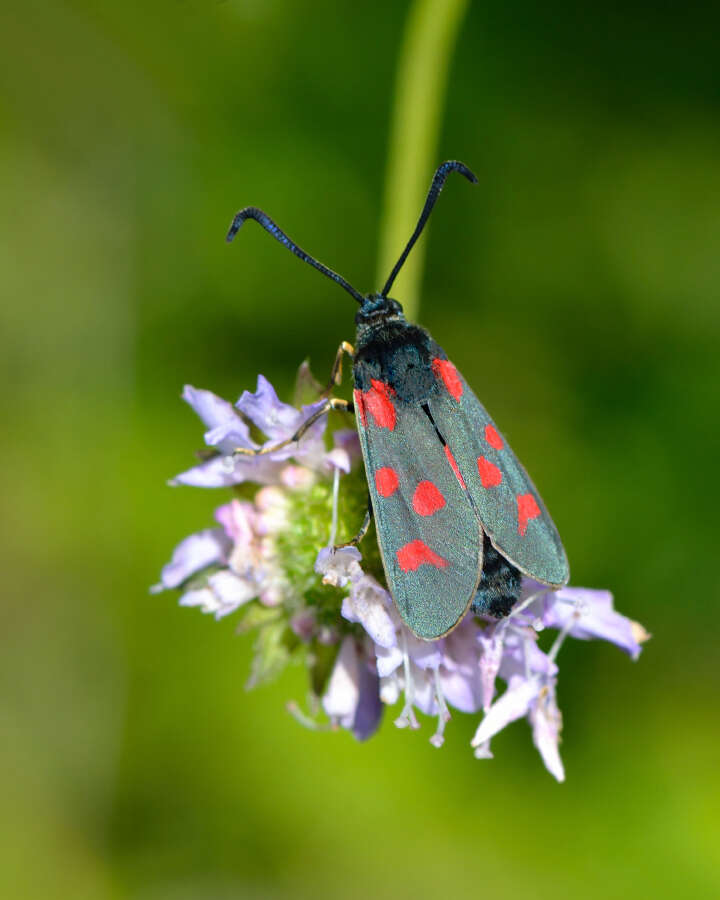 Plancia ëd Zygaena centaureae Fischer de Waldheim 1832