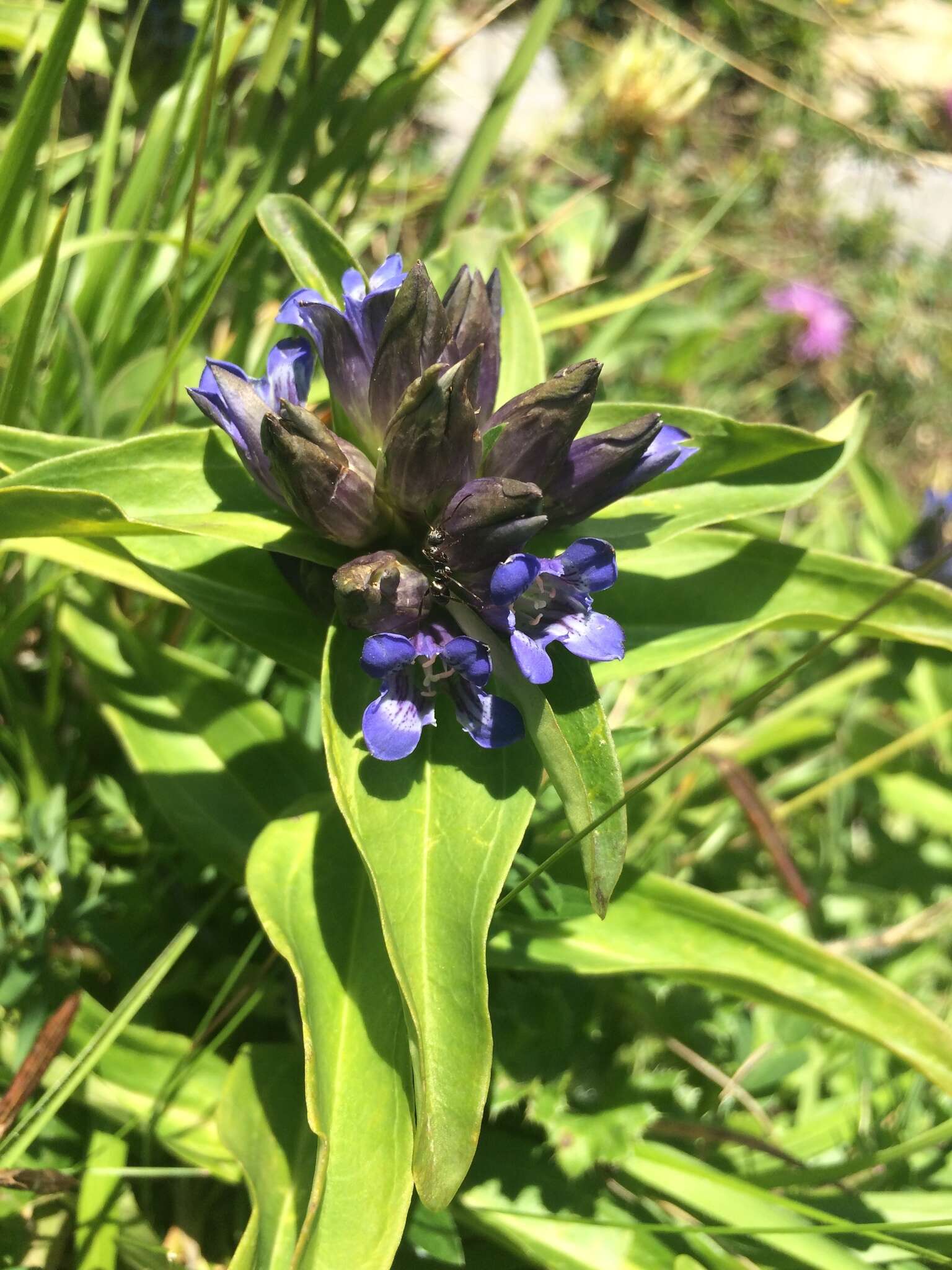 Image of Cross gentian