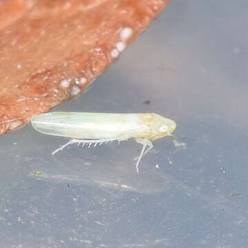 Image of Blackberry Leafhopper