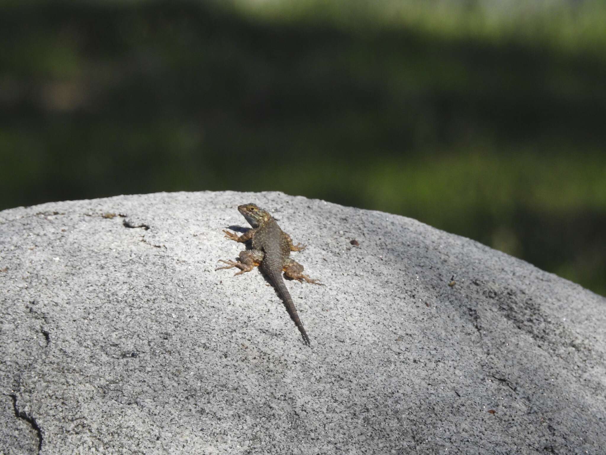 Image of Southern Sagebrush Lizard