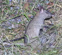 Image of Black-footed Mesembriomys