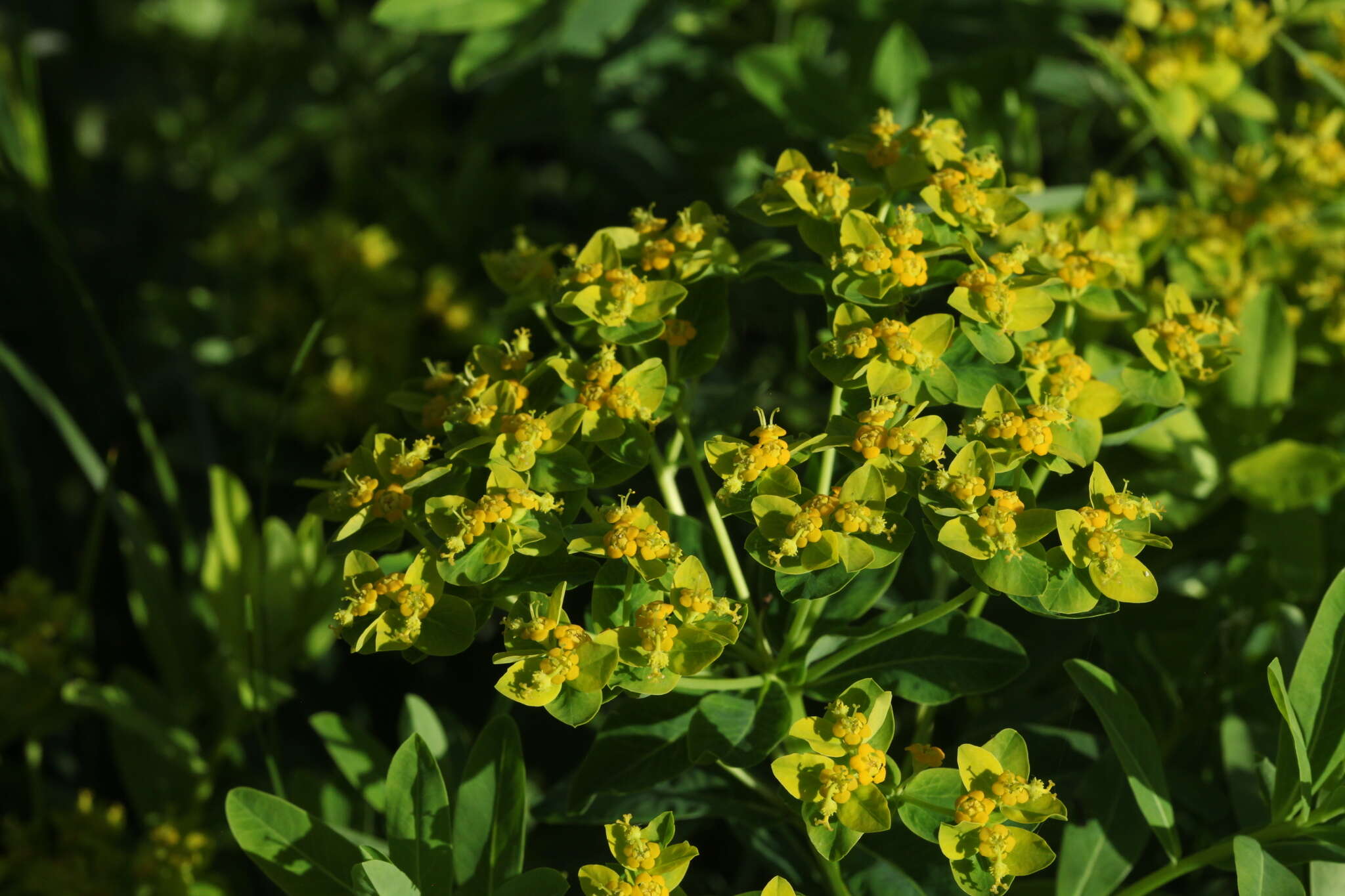 Image of Euphorbia eugeniae Prokh.